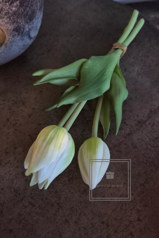 Holland tulp 25 cm creme