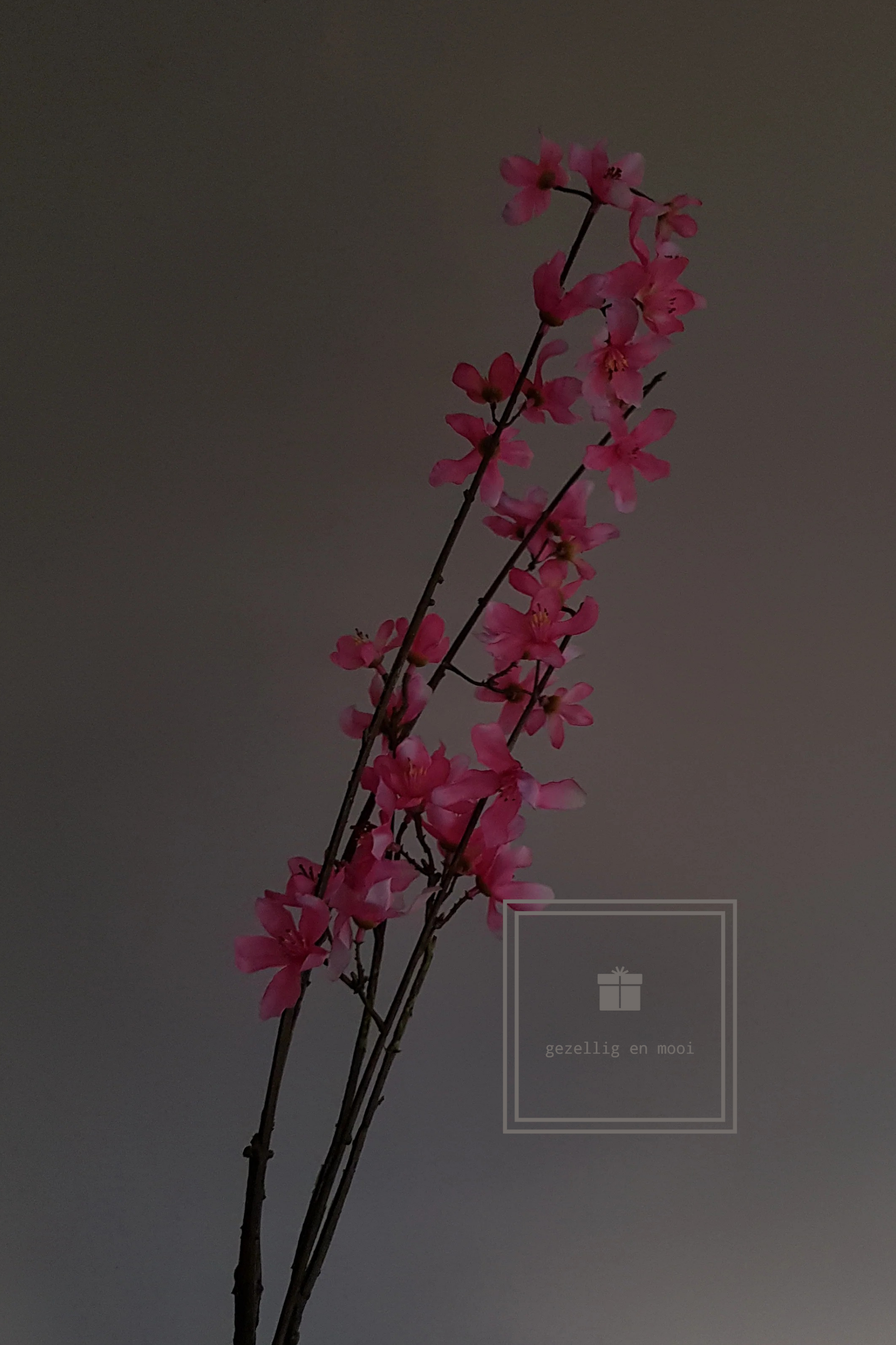 Primula tak 85 cm roze