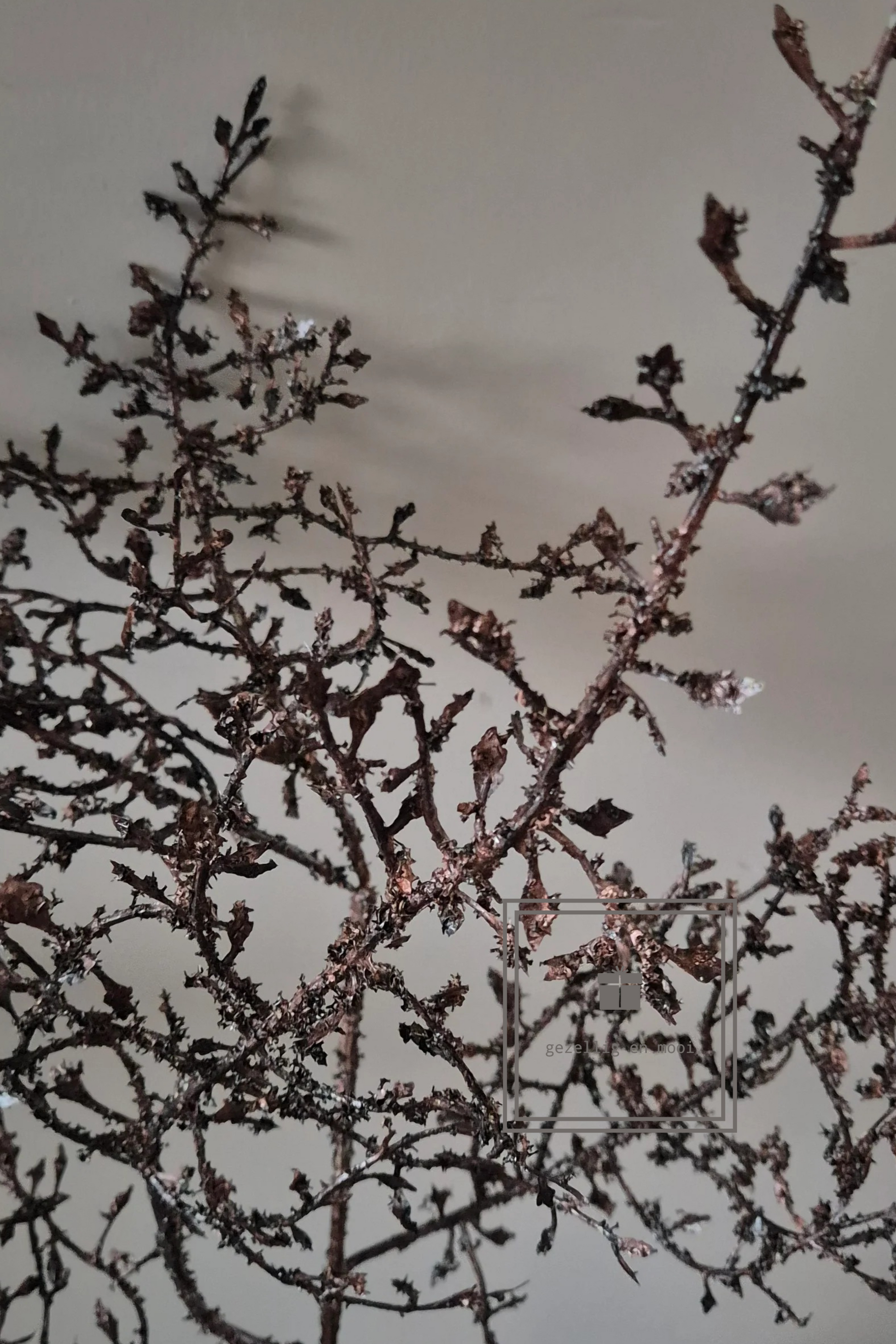 Corokia Bruin