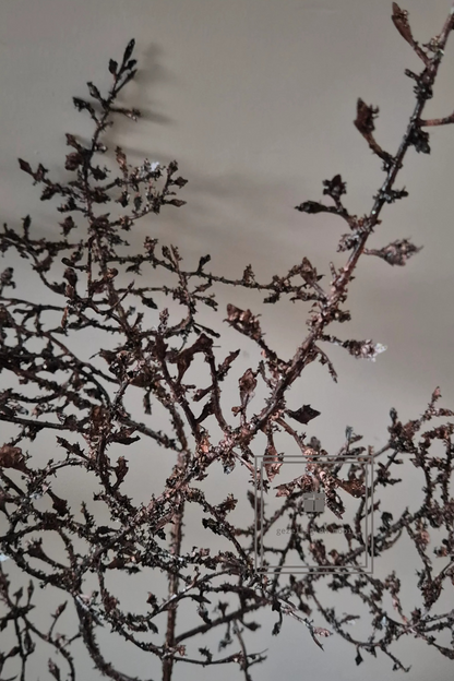 Corokia Bruin