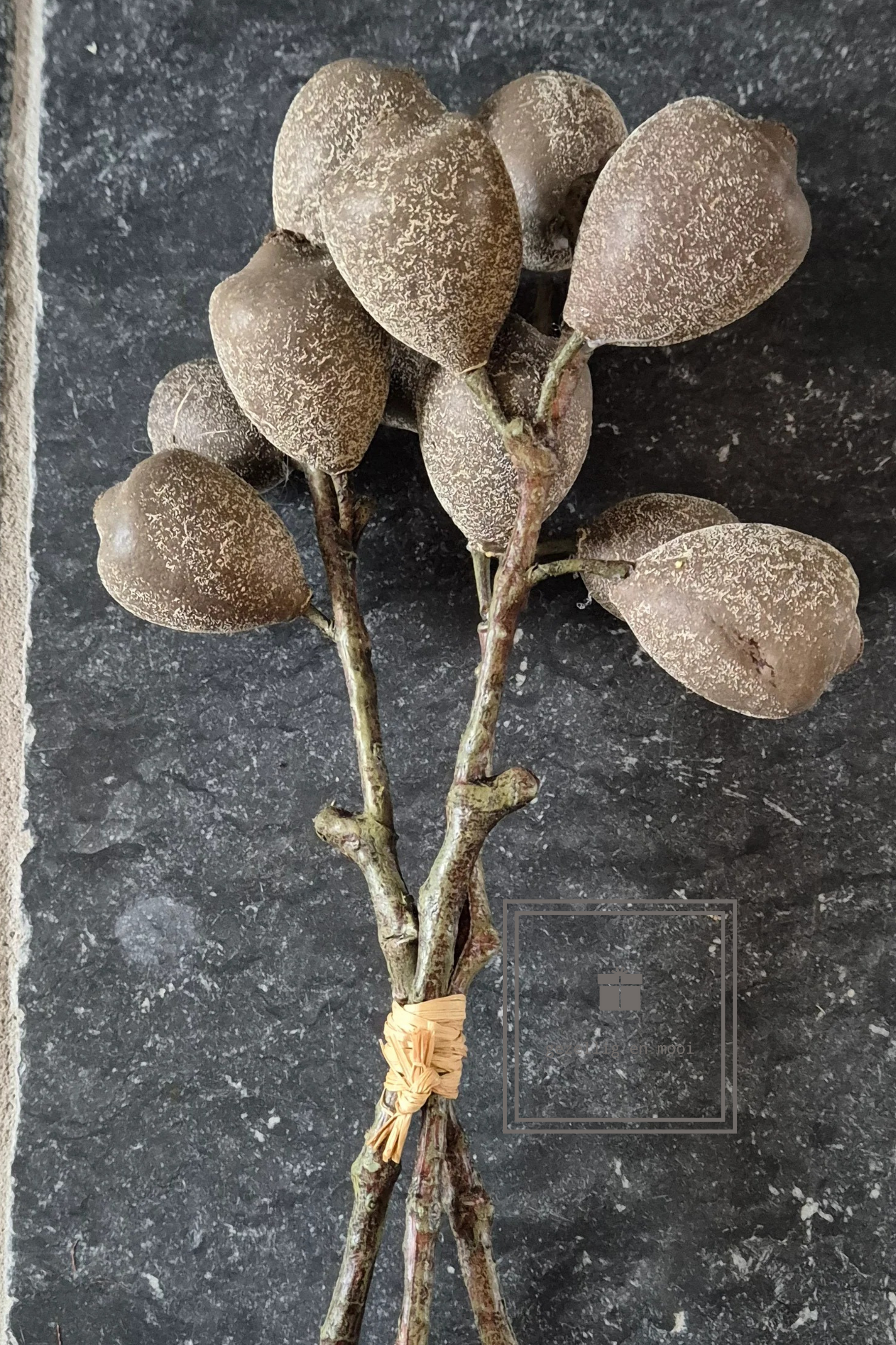 Ficus carica bruin