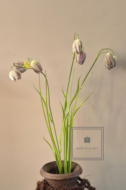 Kievitsbloem