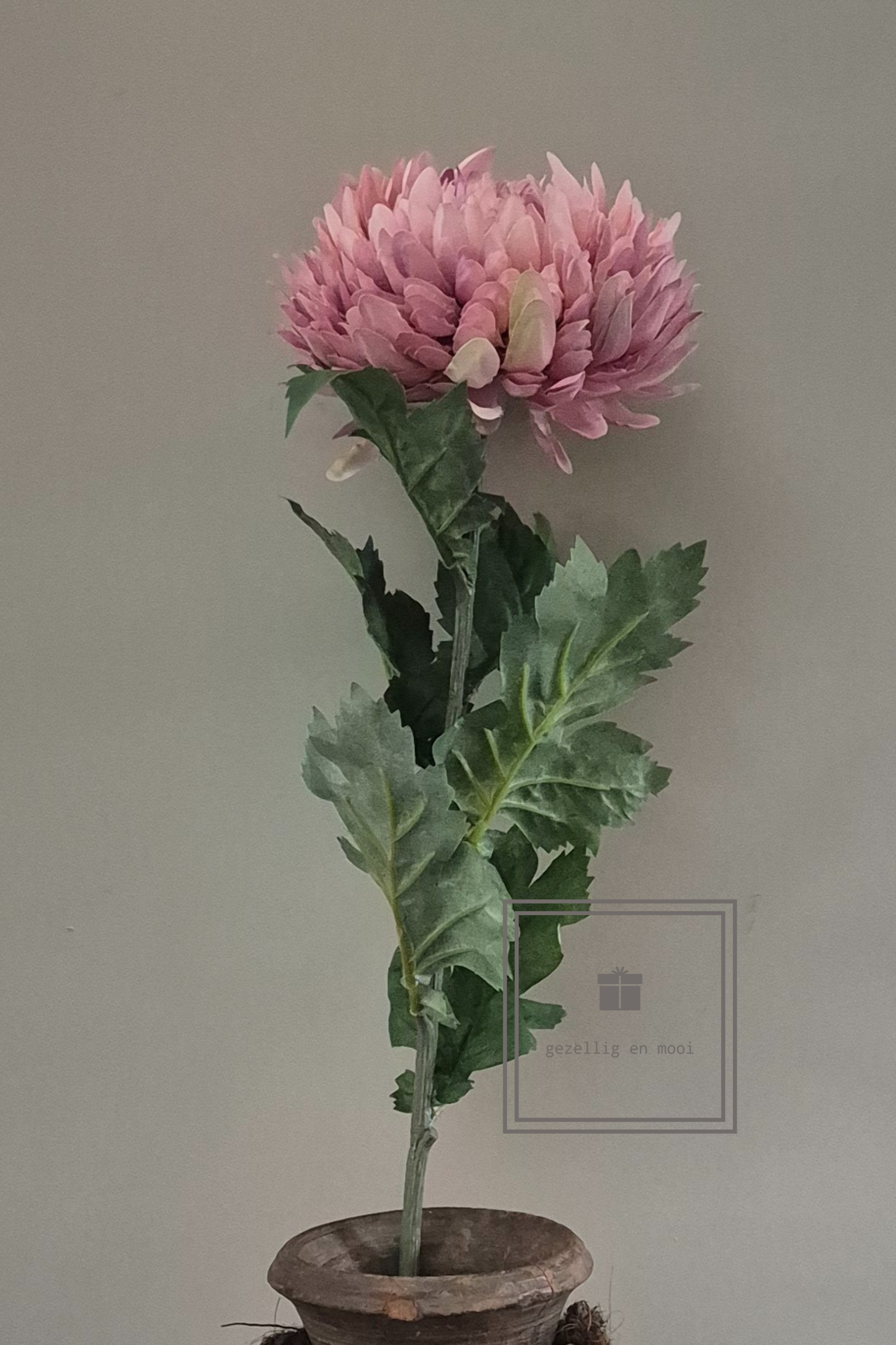 Primula tak 85 cm roze