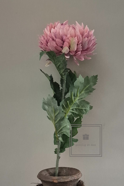 Primula tak 85 cm roze