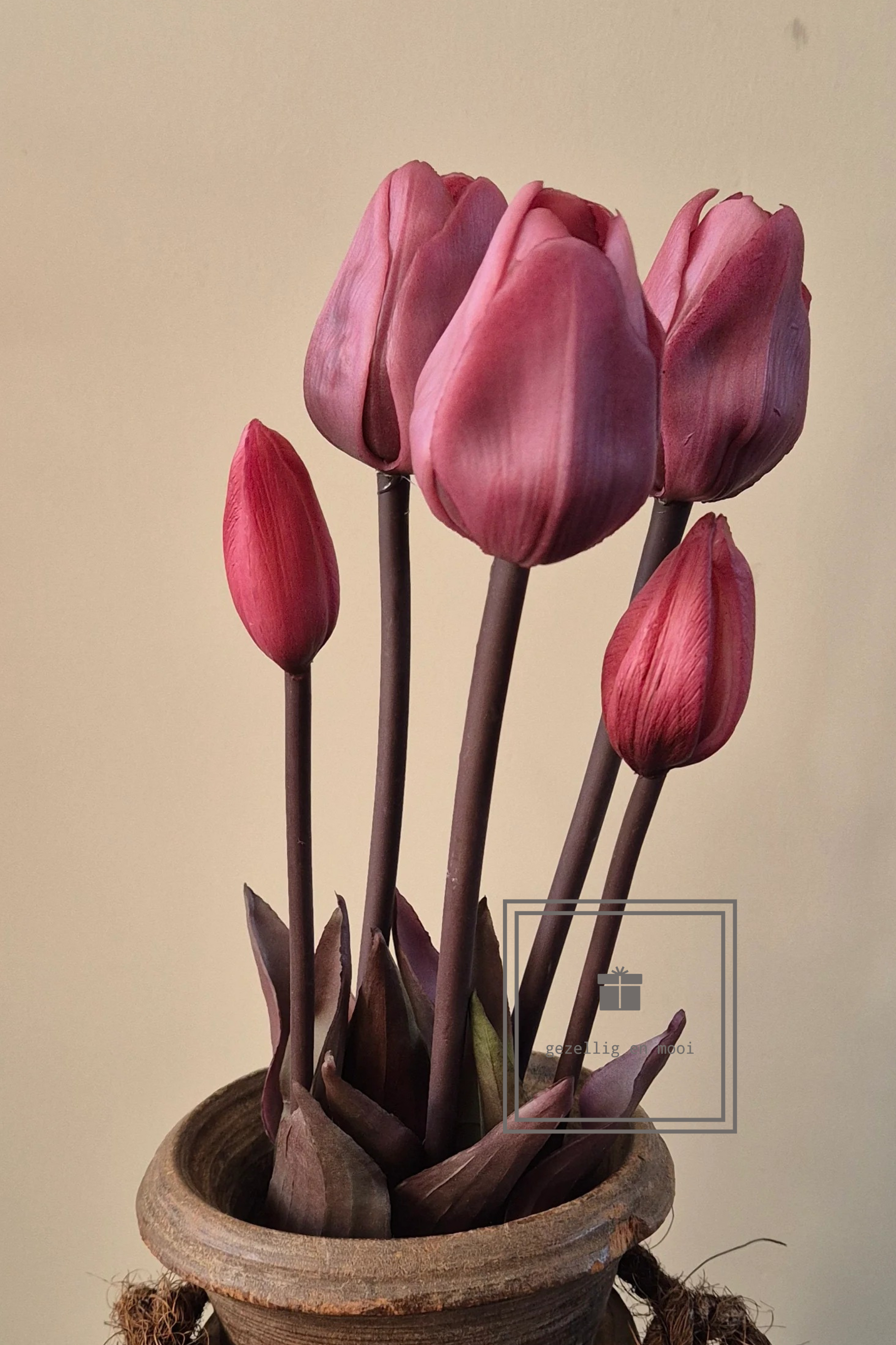 Tulpen Fuchsia
