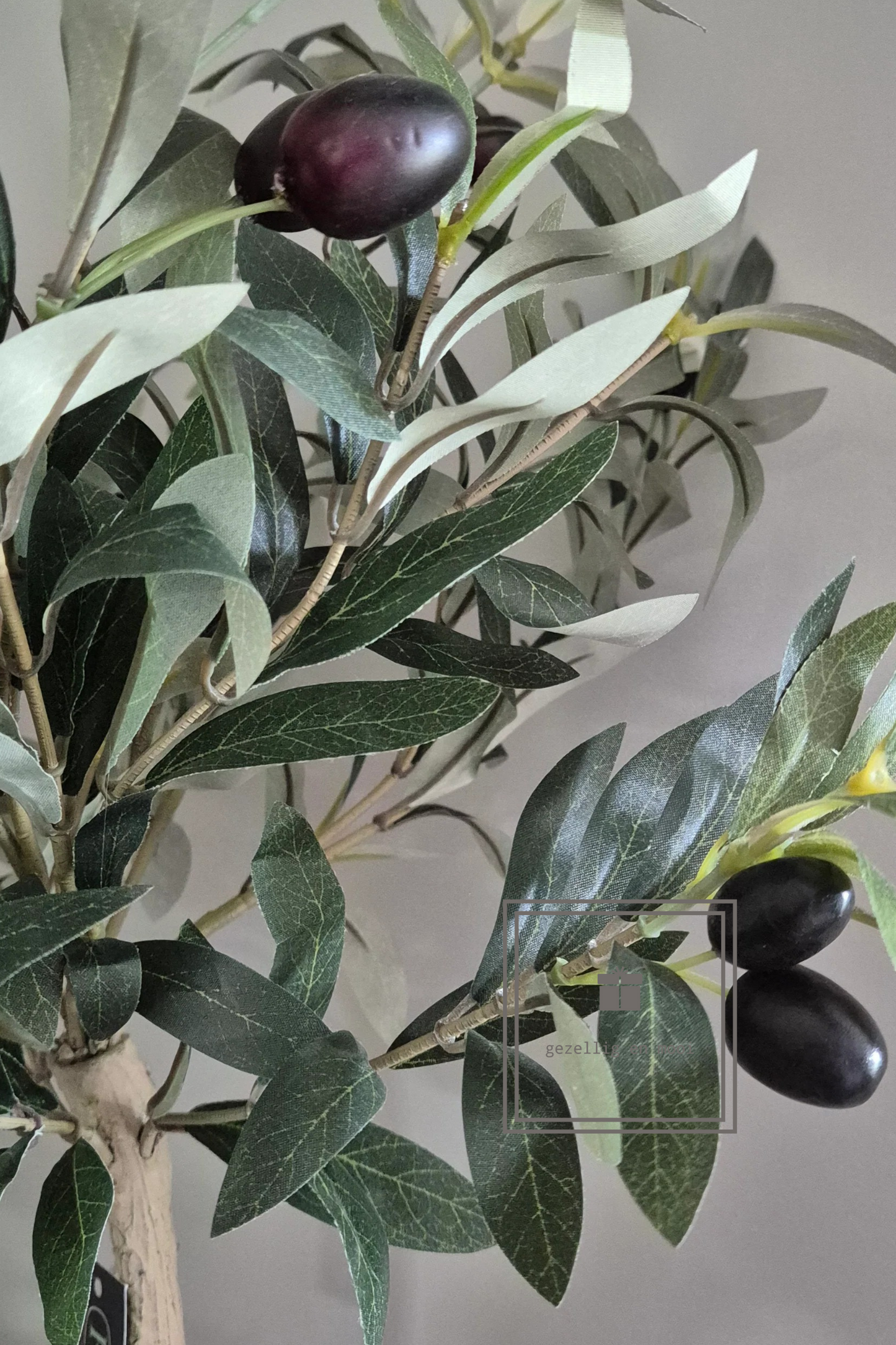 Olijfboom in pot 85 cm