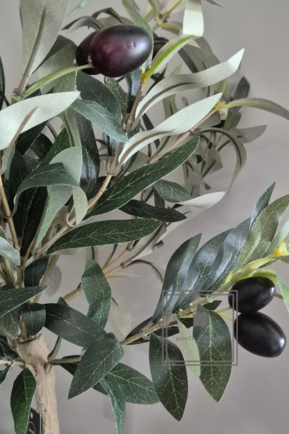 Olijfboom in pot 85 cm