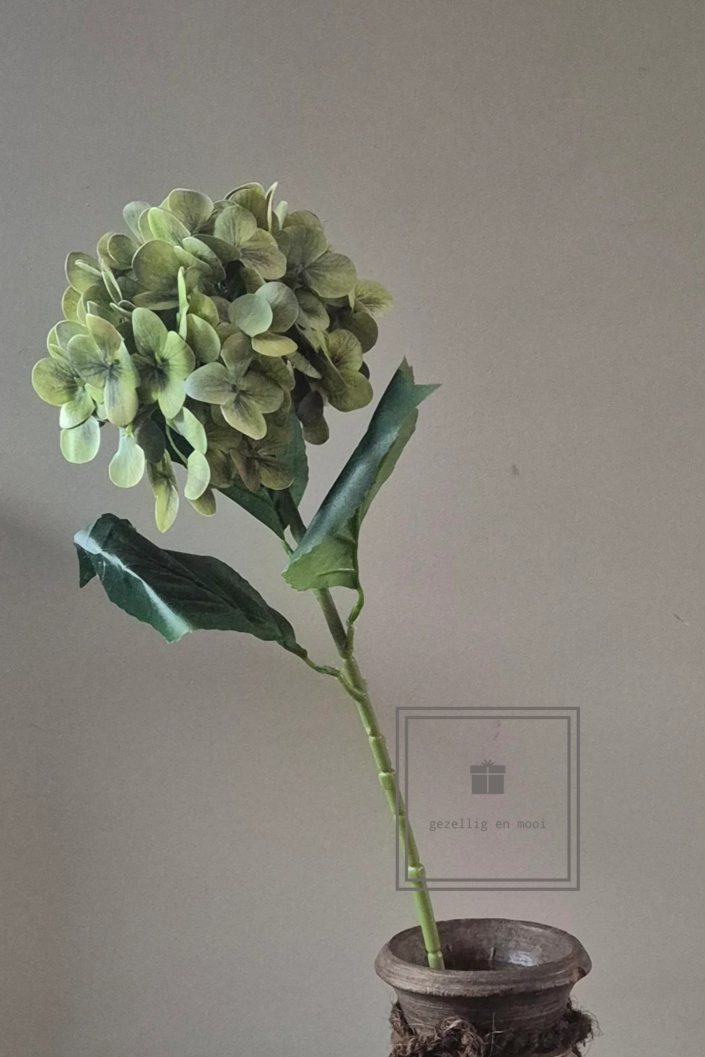 Hydrangea Macrophylla groen