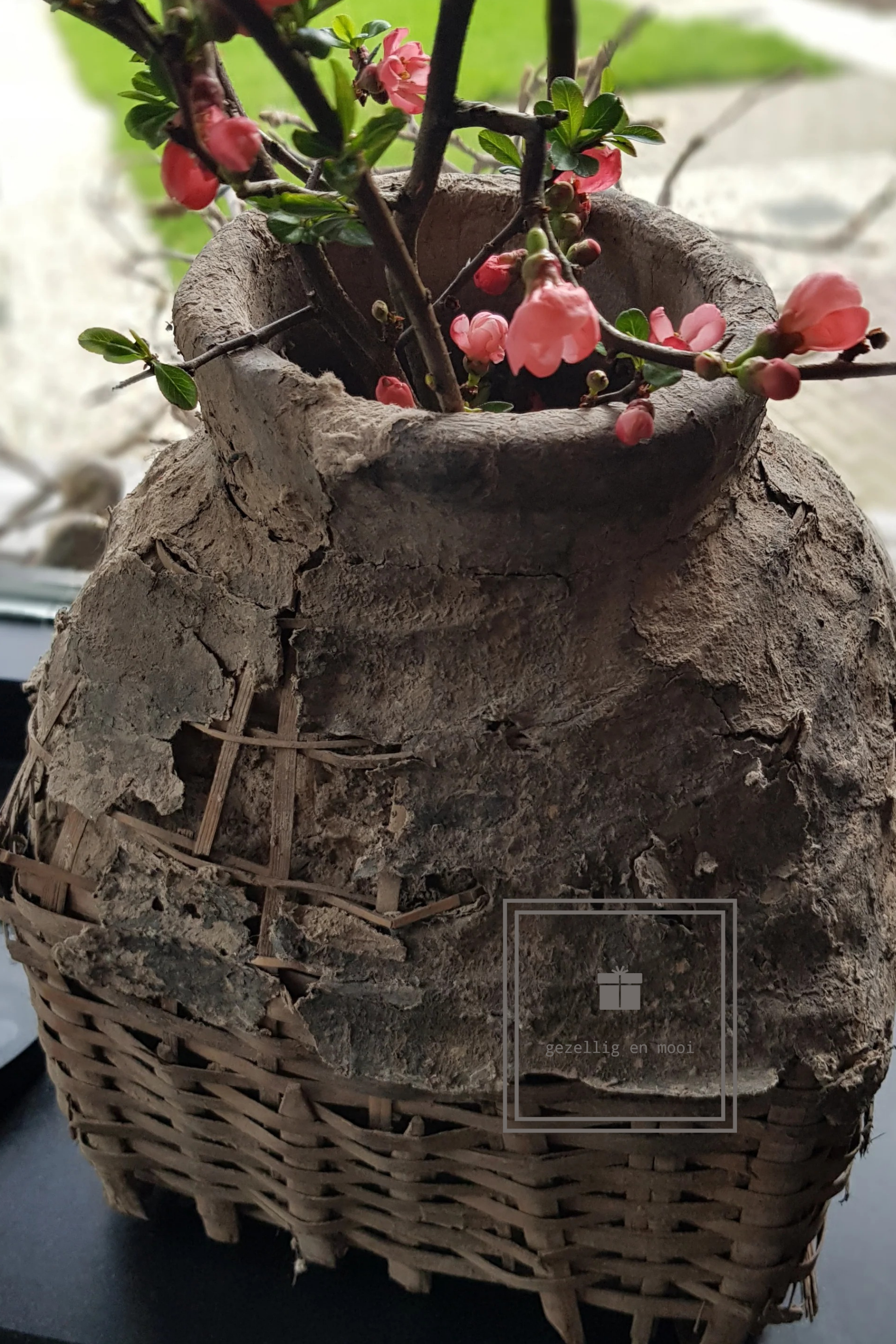 Primula tak 85 cm roze