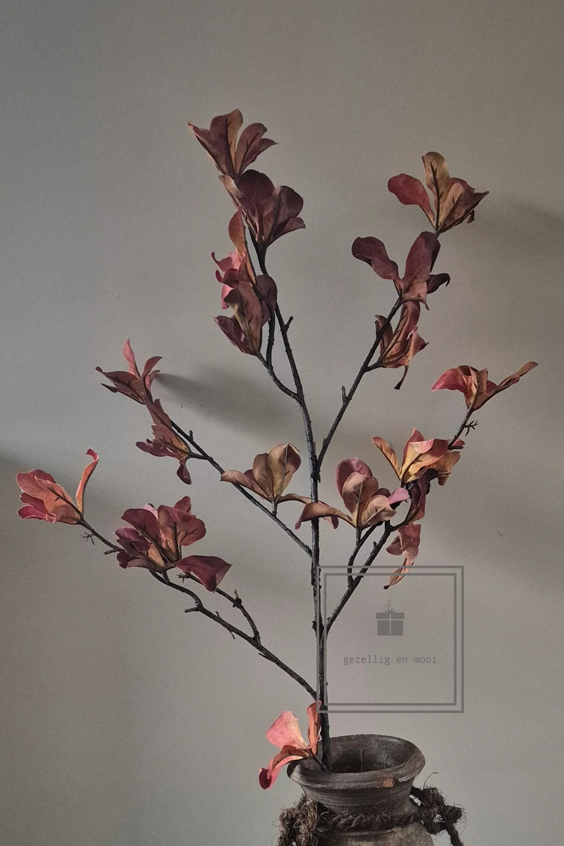 Terminalia catappa bruin