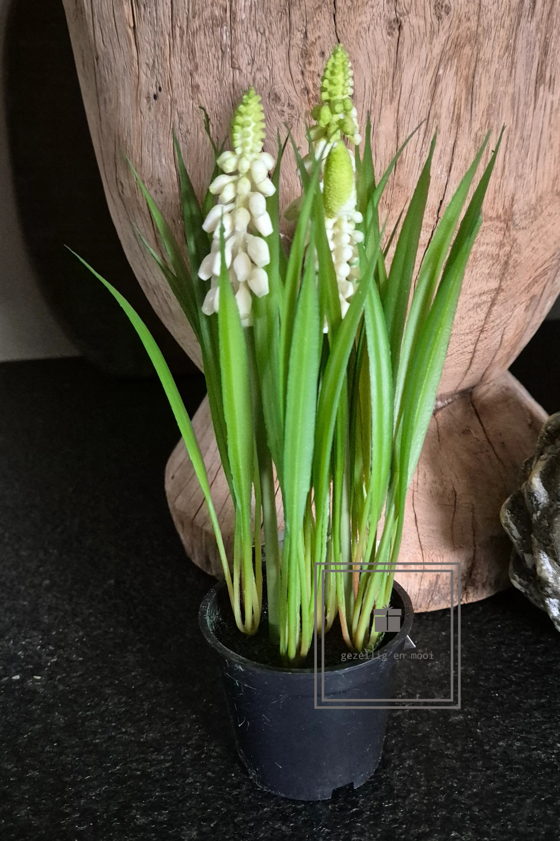Druifjes in pot wit en blauw