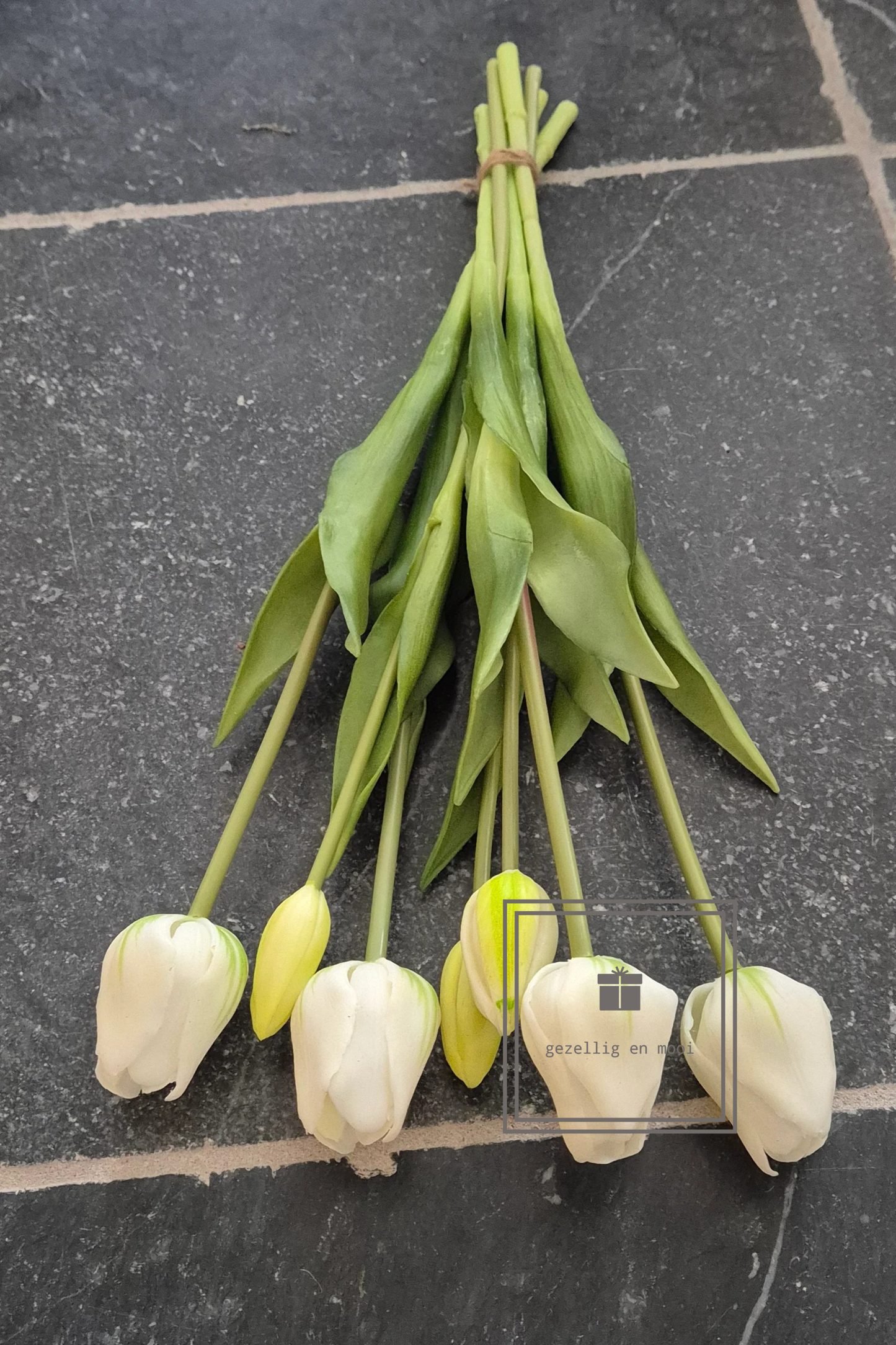 Tulp snowy white