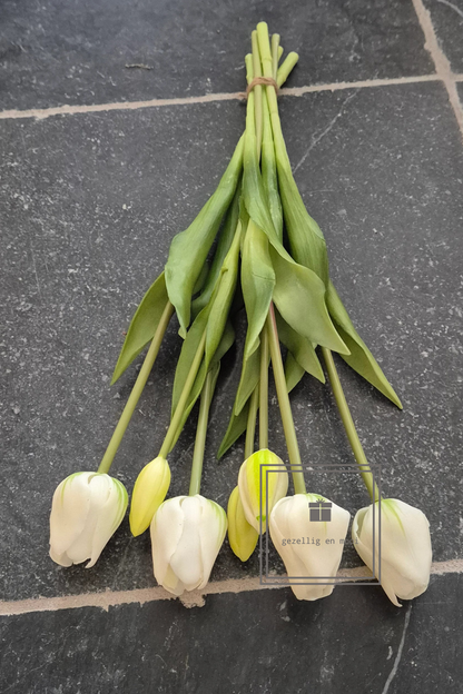 Tulp snowy white