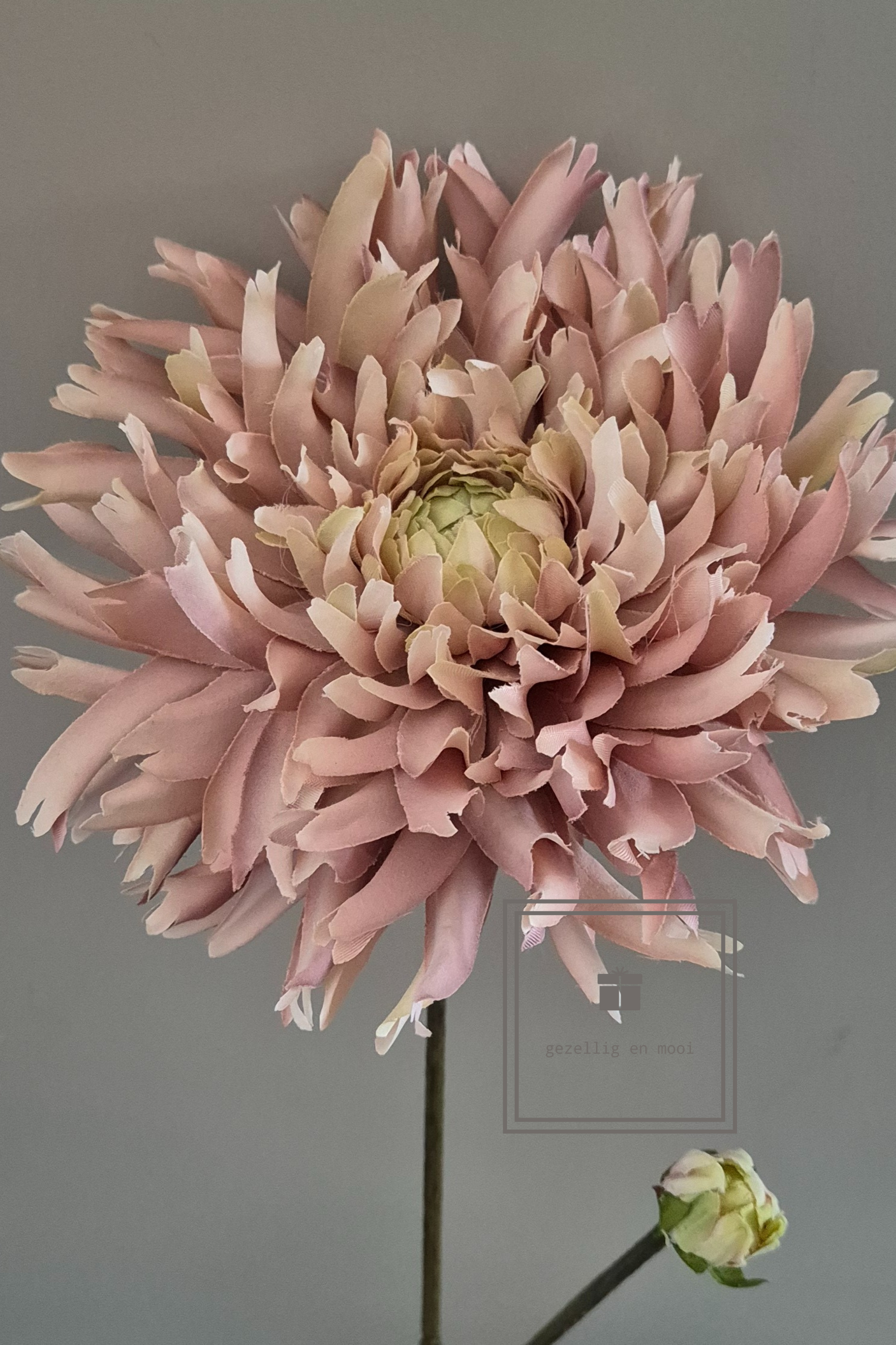 Primula tak 85 cm roze