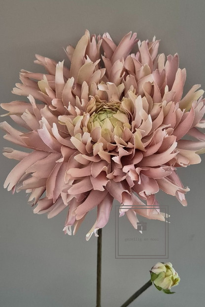 Primula tak 85 cm roze