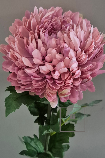Primula tak 85 cm roze