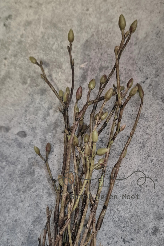 Tilia bundel - Gezellig en Mooi