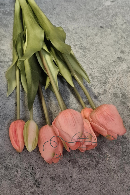 tulp soft peach